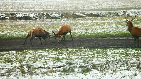 Deer antlers fighting Vidéo 20543881