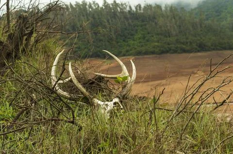 Deer antlers in a forest in focus Stock Photos