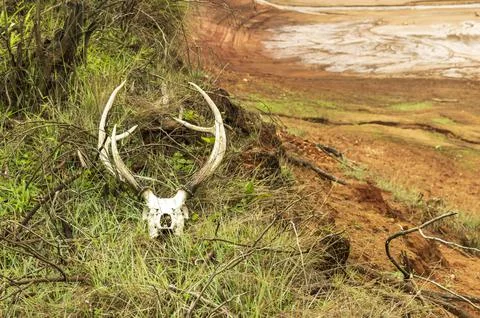 Deer antlers in a forest in focus Stock Photos