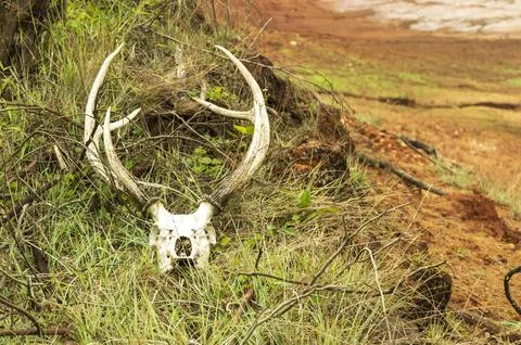 Deer antlers in a forest in focus Stock Photos