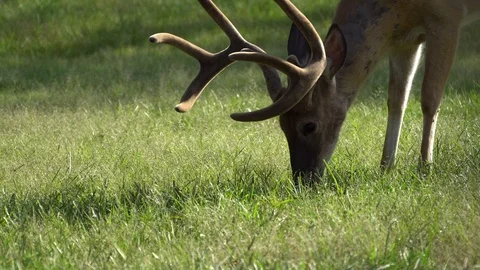 Deer with antlers grazing Stock Footage 114715616