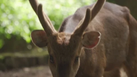A deer with antlers looking at the camera Stock Footage 236189579