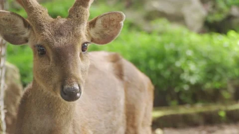 A deer with antlers looking at front Stock Footage 236190454