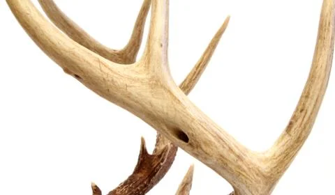 Deer antlers Foto stock