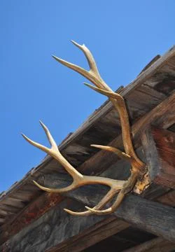 Deer antlers Stock Photos