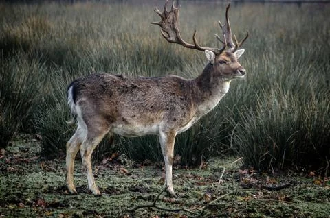 Deer with antlers Stock Photos