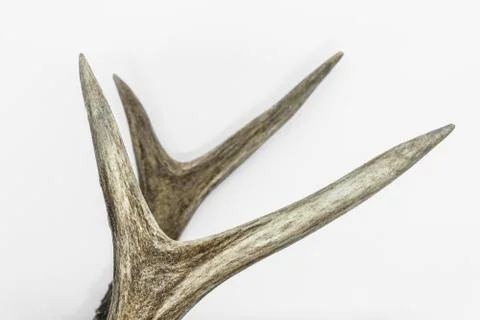 Deer antlers Stock Photos