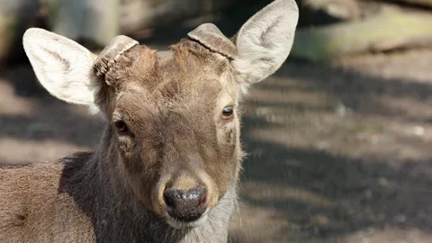 Deer with antlers turns its head, showcasing its profile and facial features Stock Footage 332696516