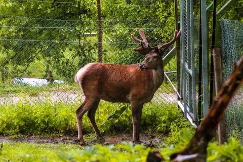 Deer is any of 43 species of hoofed ruminants Stock Photos