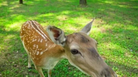 Deer approaches to camera with curiosity. Zoo concept, rural tourism. Video stock 299635356