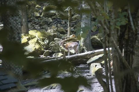 Deer in Aran Park Stock Photos