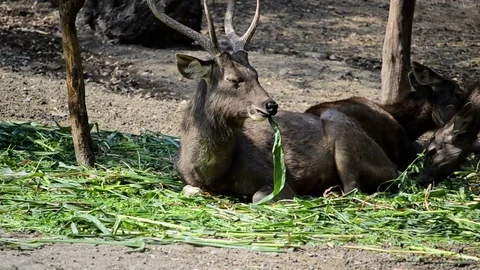 Deer Are Sitting In The Forrest And Eating A Green Grass Stock-Footage 73789734