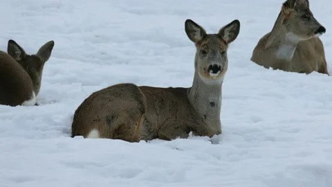 Deer are sleeping in the snow. 動画素材 106827113