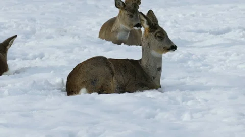Deer are sleeping in the snow. Video stock 106827497