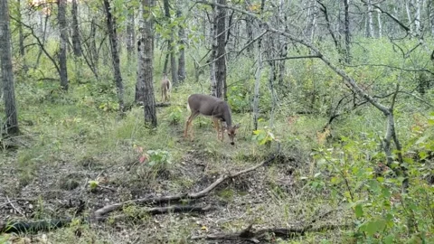 Deer at Assiniboine Forest Stock Footage 182055953
