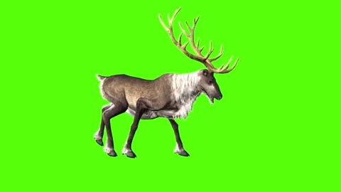Deer Attack Green Screen Animation and 3... | Stock Video | Pond5