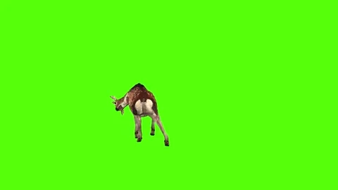 Deer Attack Green Screen Animation 4K Rendering 스톡 동영상 278137669