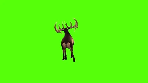 Deer Attack Green Screen Animation 4K Re... | Stock Video | Pond5