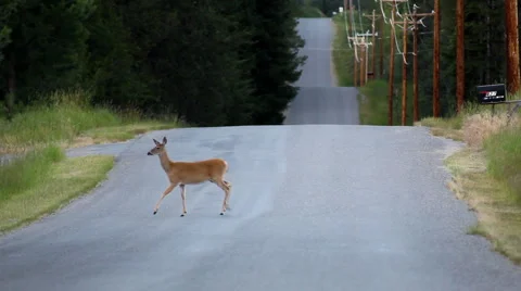 Deer in autumn Stock Footage 1103525