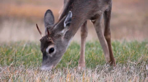 Deer in autumn Stock Footage 1218175