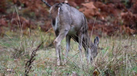 Deer in autumn Stock Footage 1218327
