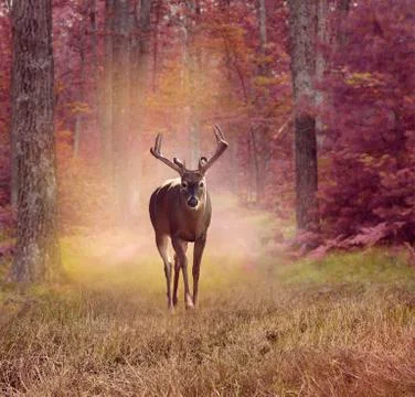 Deer in autumn forest Stock Photos