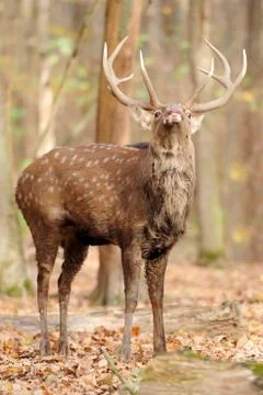 Deer in autumn forest Stock Photos