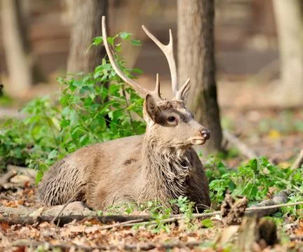 Deer in autumn forest 写真素材