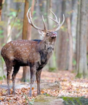 Deer in autumn forest Stock-Fotos