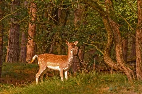 Deer in autumn forest Stock Photos