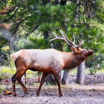 Deer in autumn Stock Photos