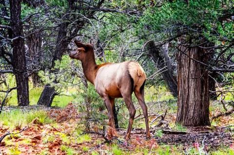Deer in autumn Stock Photos