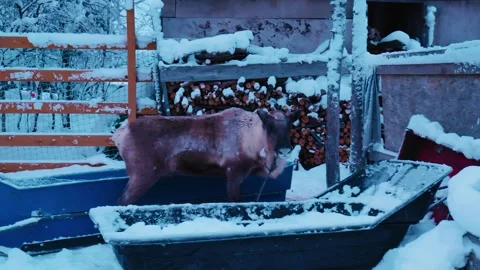 A deer in an aviary stands next to a feeding trough in winter Stock Footage 337310590