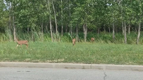 Deer babies hide in a forest Stock Footage 234704660