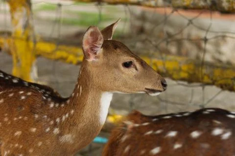 Deer baby Stock Photos