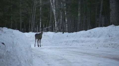 Deer in a backcountry road Stock-Footage 40462181