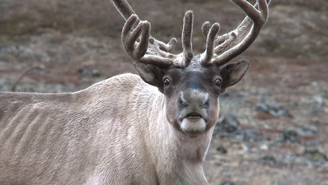 Deer on the background of hills Video stock 118910195