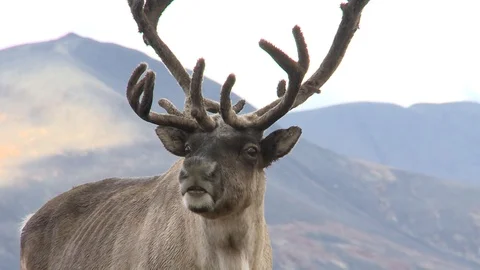 Deer on the background of hills Video stock 118910479