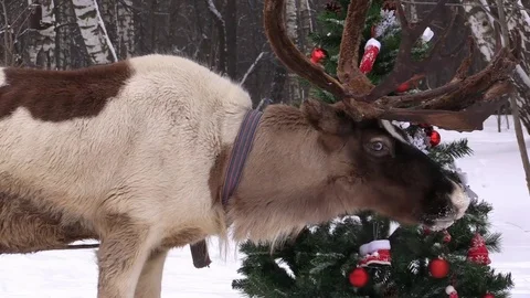 Deer on background of New Year festive Christmas tree Stock Footage 70738847