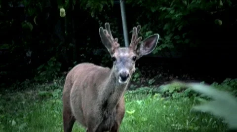 Deer in backyard 10,11 Stock Footage 768790