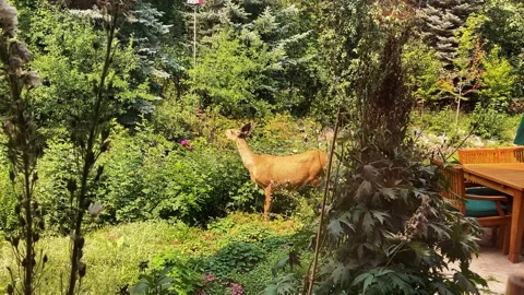 Deer In The Backyard During The Day Vídeo Stock 346109931