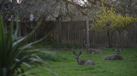 Deer in a backyard Stock Footage 46180337