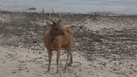 Deer on the beach Stock Footage 296353905