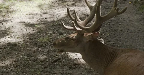 Deer with beautiful antlers eats its meal Video stock 139034386