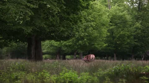 Deer in the beautiful forest landscape Stock Footage 11101359