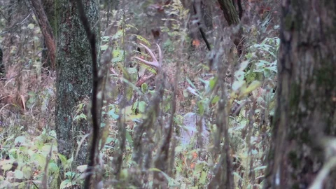 Deer bedded down in forest antlers show through the weeds Stock Footage 120575552