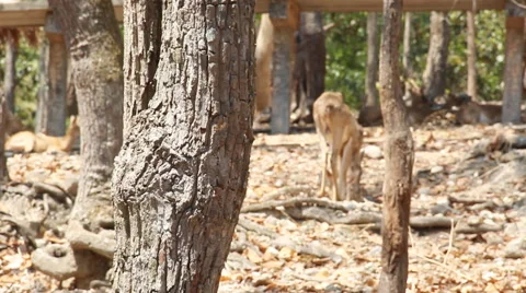 Deer bedding Stock Footage 48643766