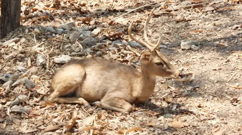 Deer bedding Stock-Footage 48645542