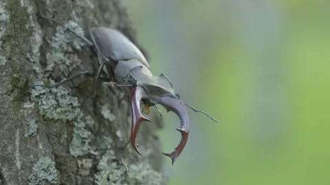 A deer beetle on a birch tree in the forest Stock Footage 276815118