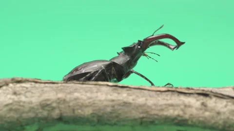 A deer beetle on a green background is walking on wood Stock Footage 276690345